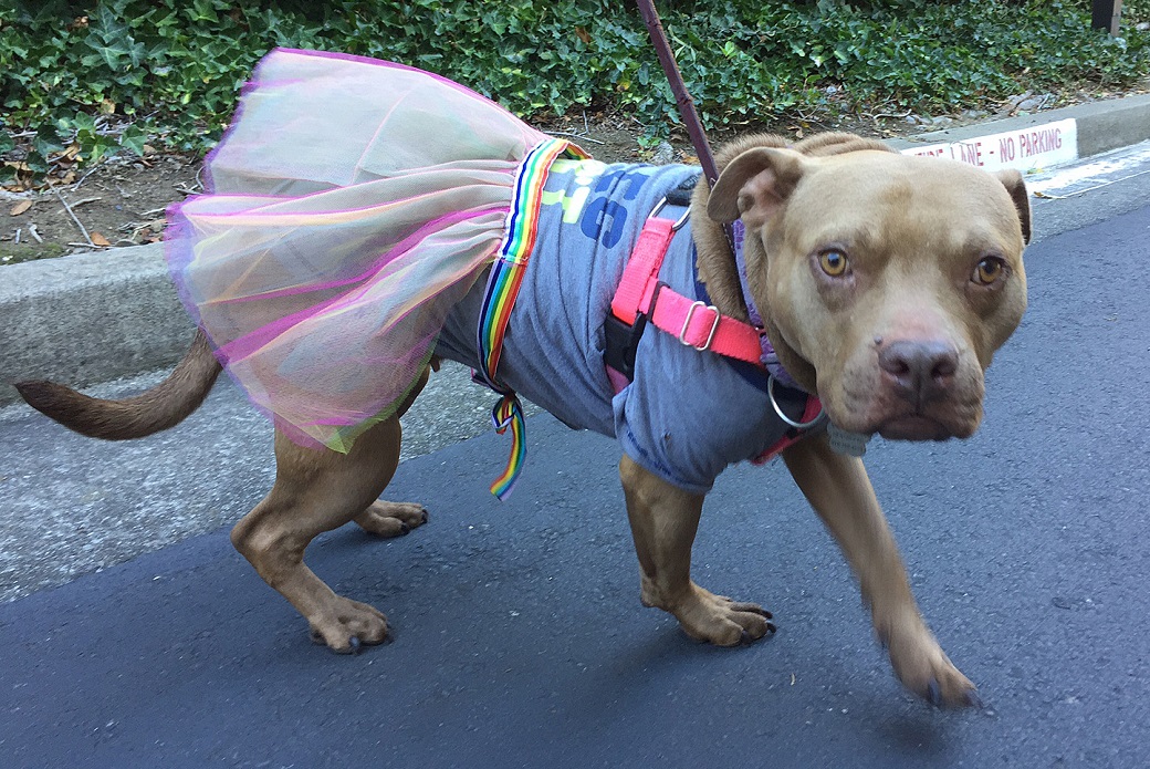 Kermit wearing a tutu while out on a walk