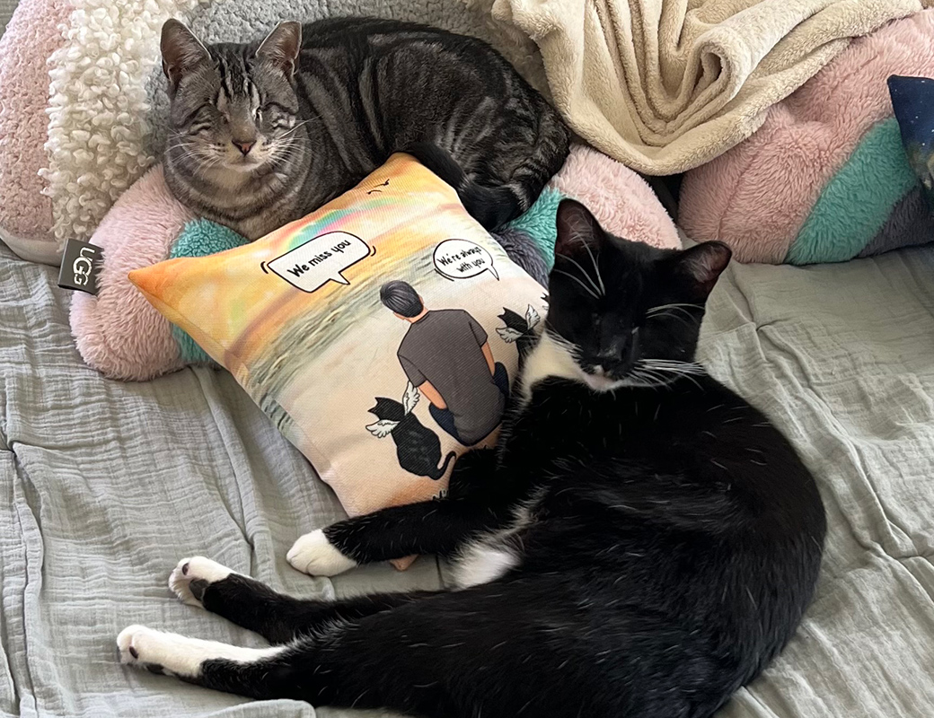 Kittens cuddling with pillow