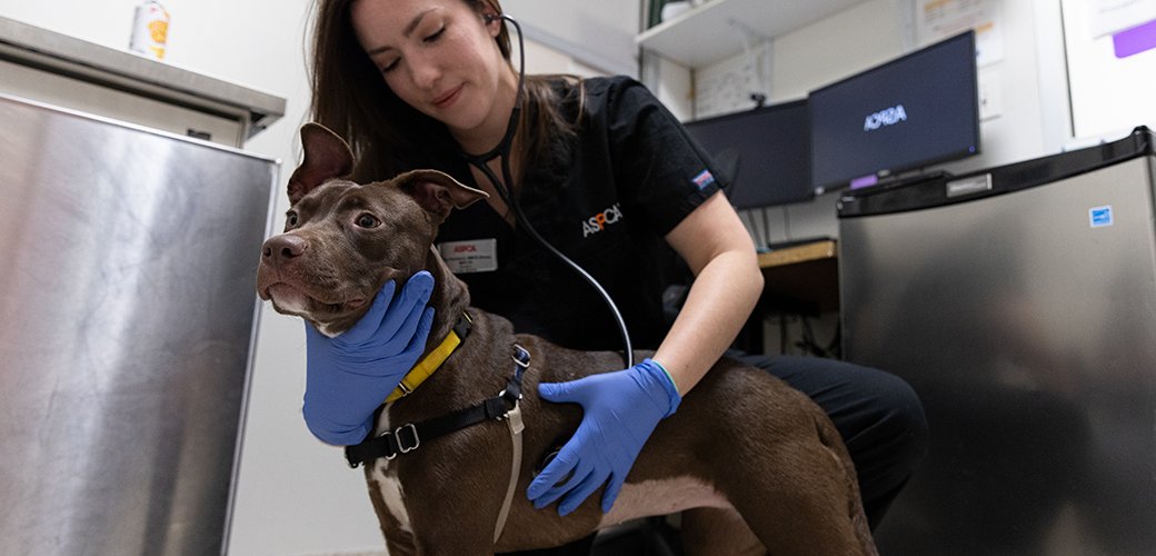 a vet examining a dog