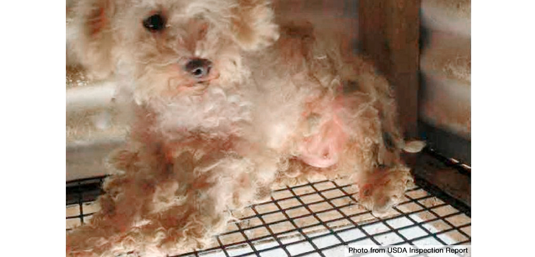 a small dog in a cage with a wire floor