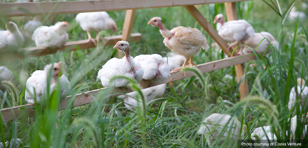 Chickens in a pasture