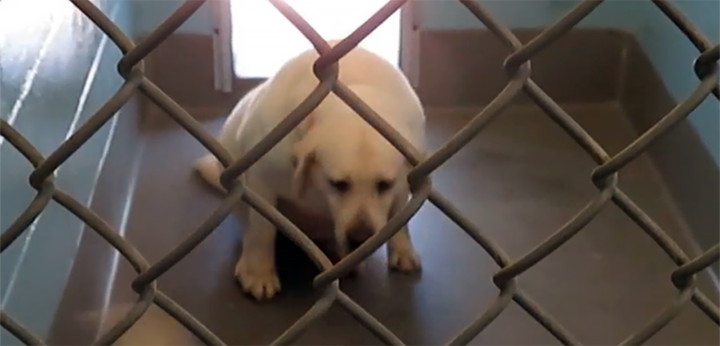 a dog in a kennel struggling to stand