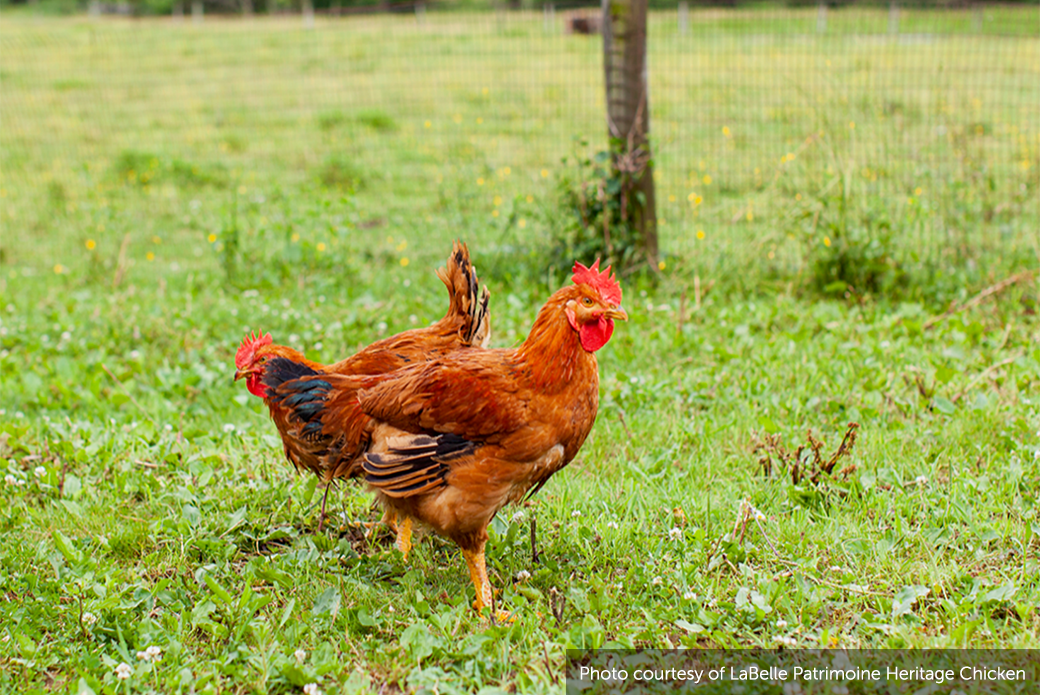 Labelle chicken in a pasture