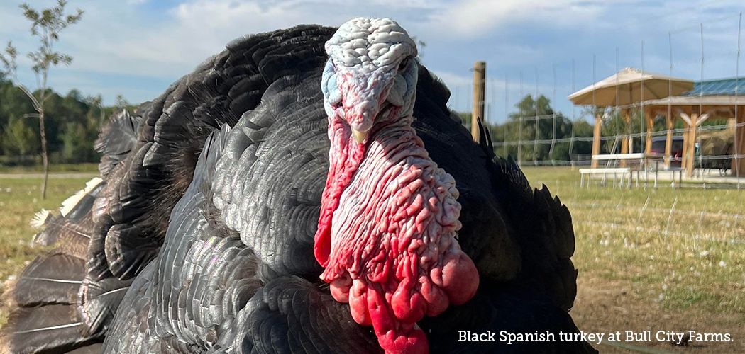 a turkey from Bull City Farm