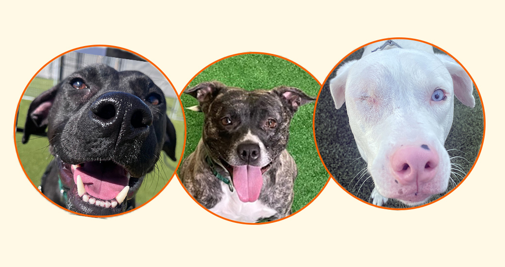 adoptable dogs in Ohio