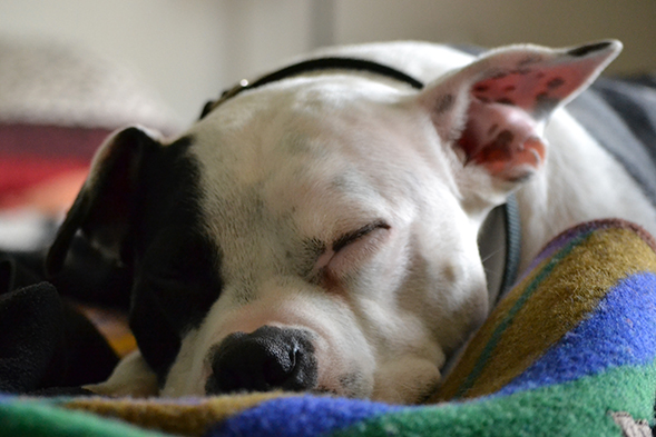 2014 Humane Awards: Meet the Dog, Cat and Kid of the Year