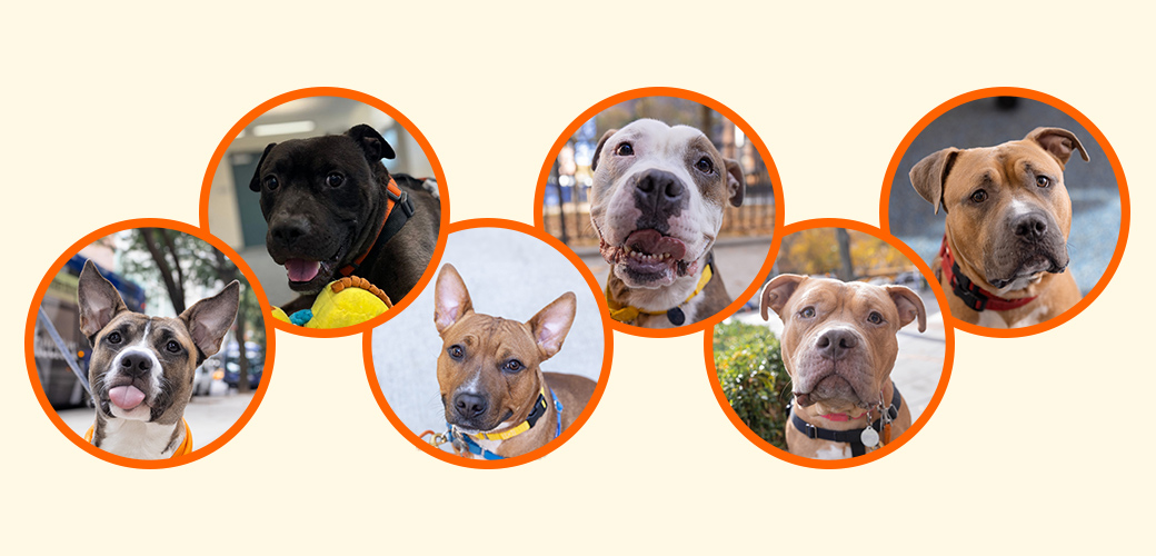 nyc adoptable dogs