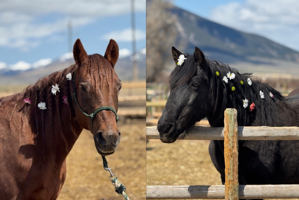 Black and Brown Morgan horses with flowers in their hair