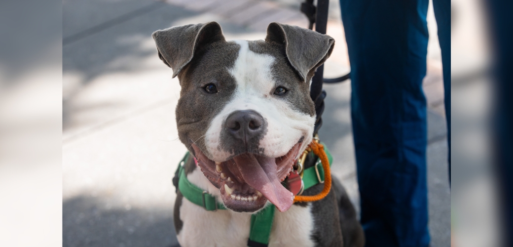 smiling grey and white pit bull-mix