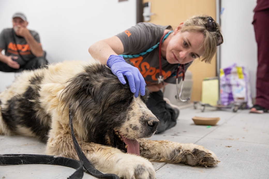 veterinarian treating a dog