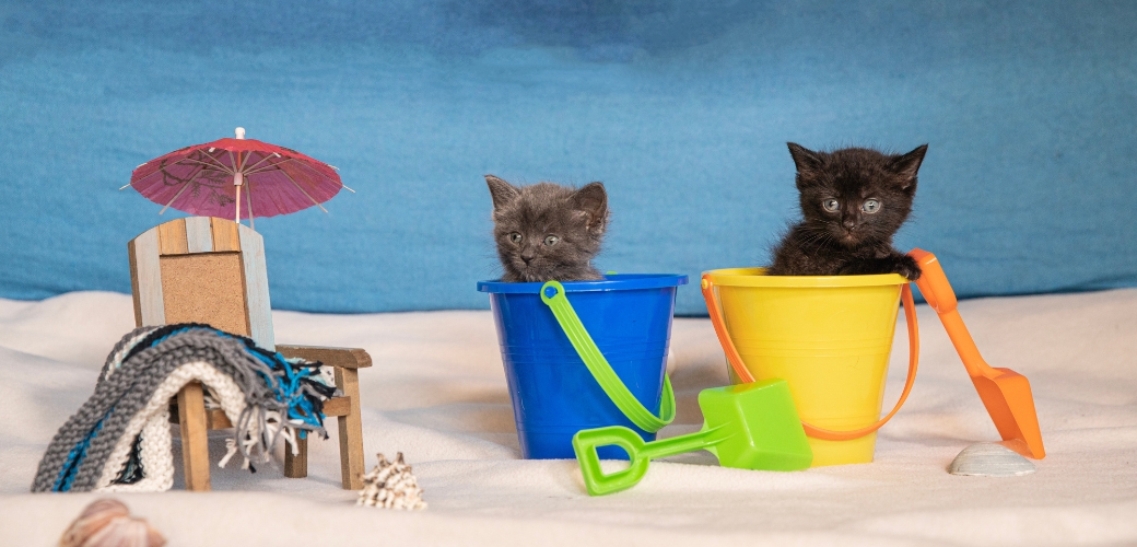 Kittens sitting in beach pails