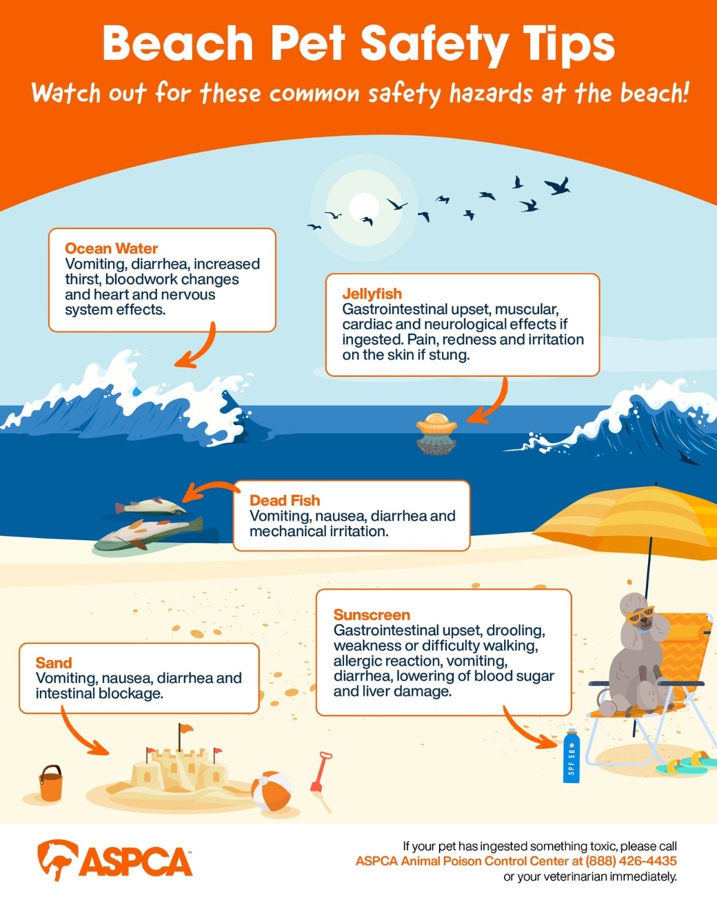 Beach Pet Safety Infographic