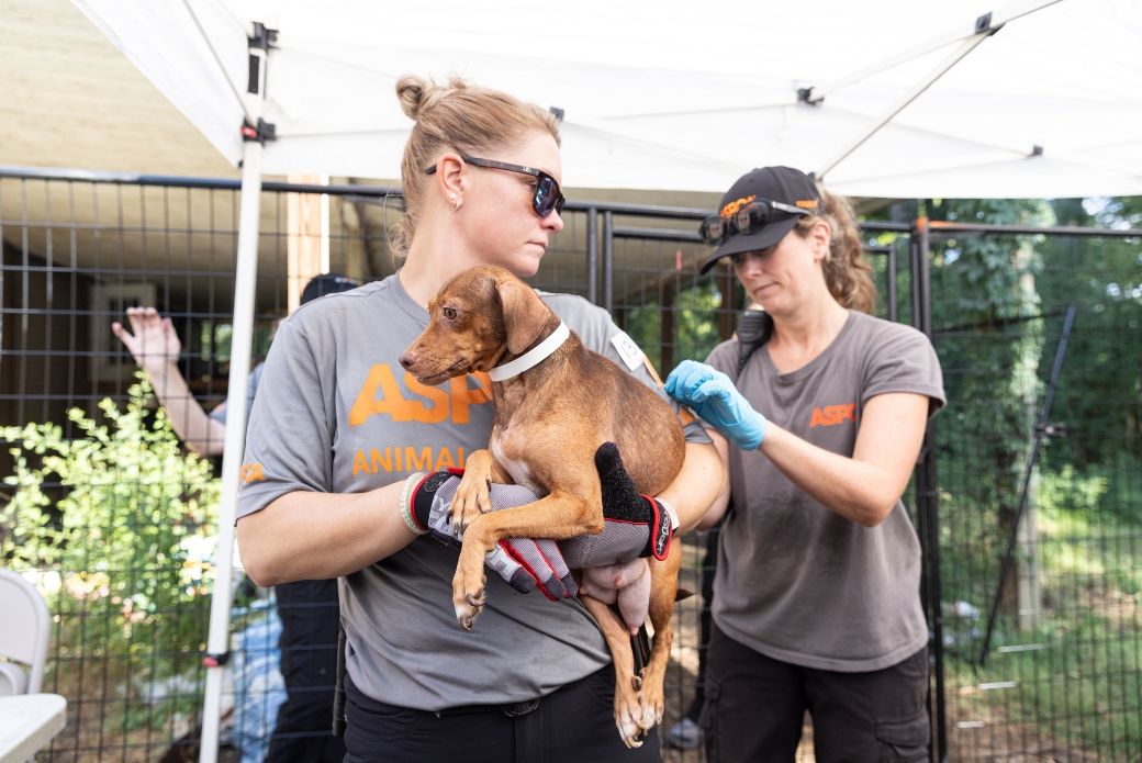 Forensic Veterinarian treating a dog during a rescue