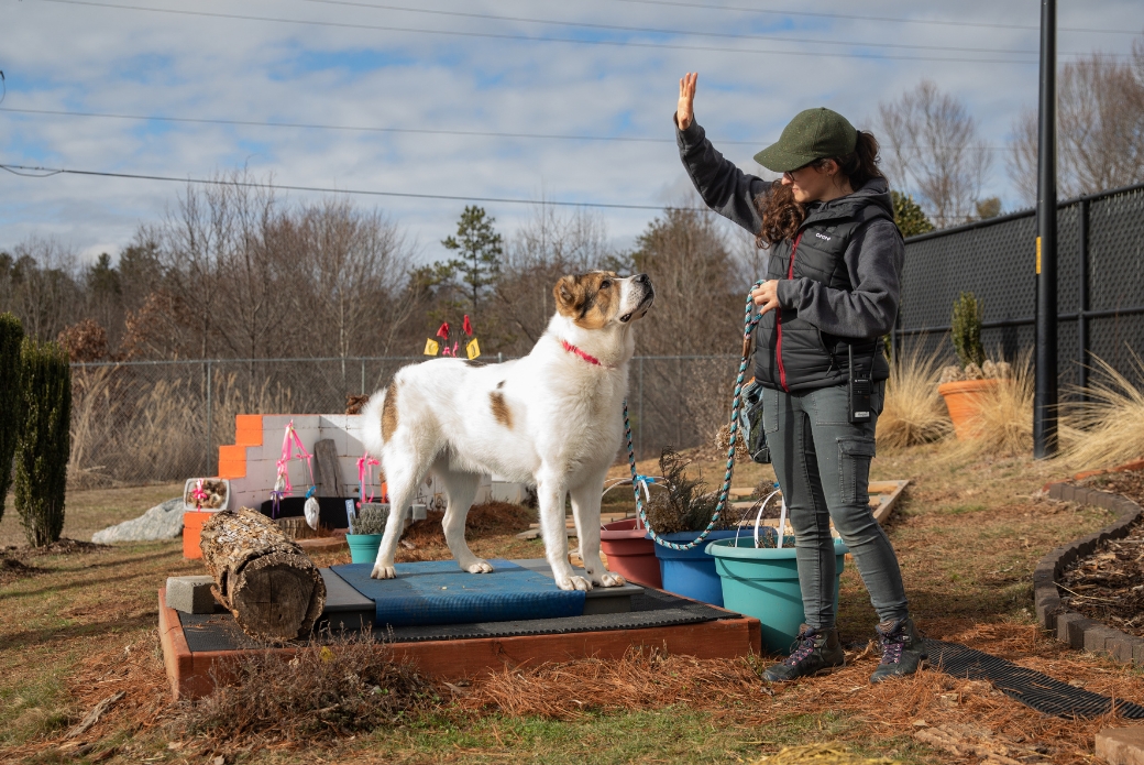 animal behaviorist working with a dog