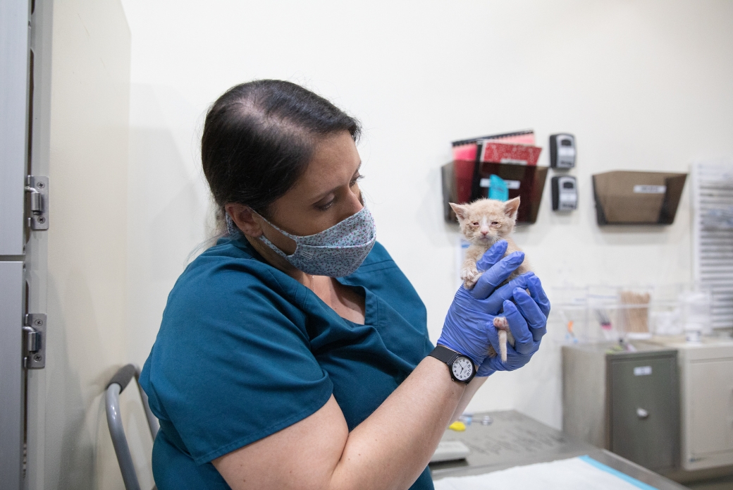 neonate specialist working with a kitten