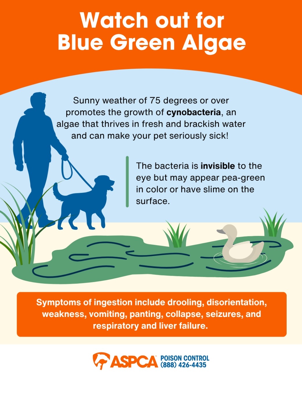 blue-green algae toxicosis infographic