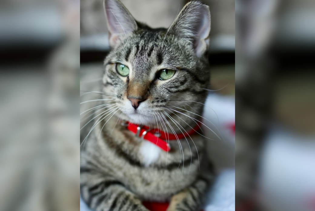 cat laying wearing red collar
