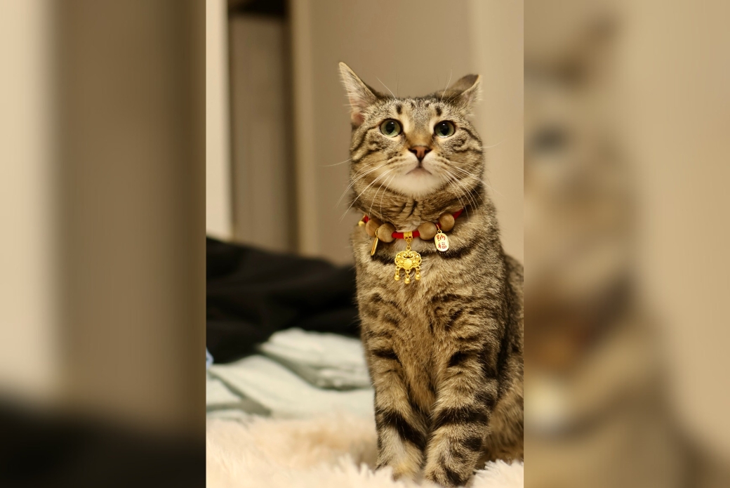 cat posing for camera