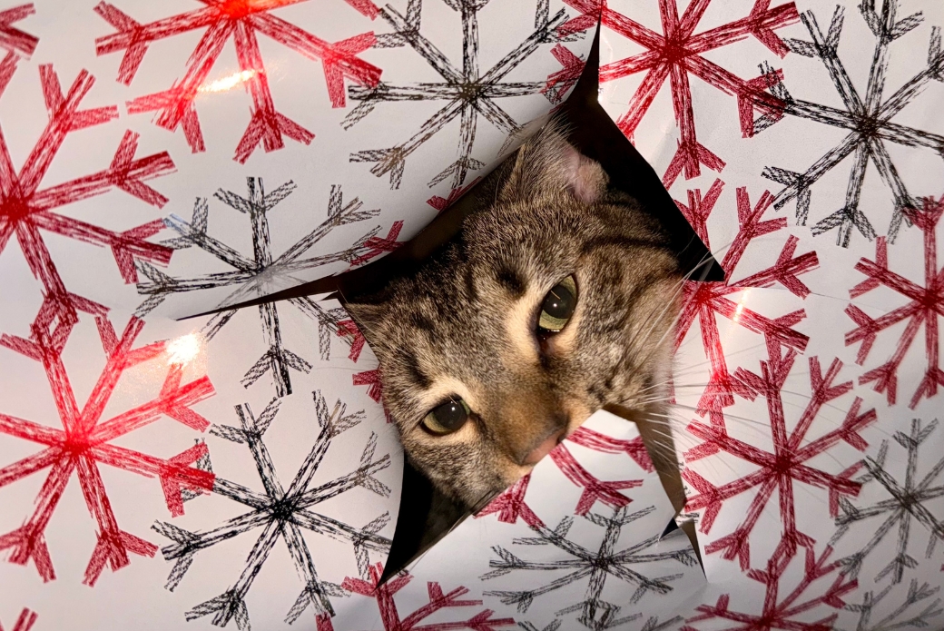 cat in wrapping paper
