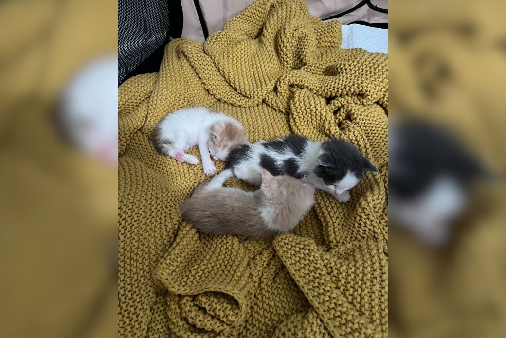 three kittens laying together