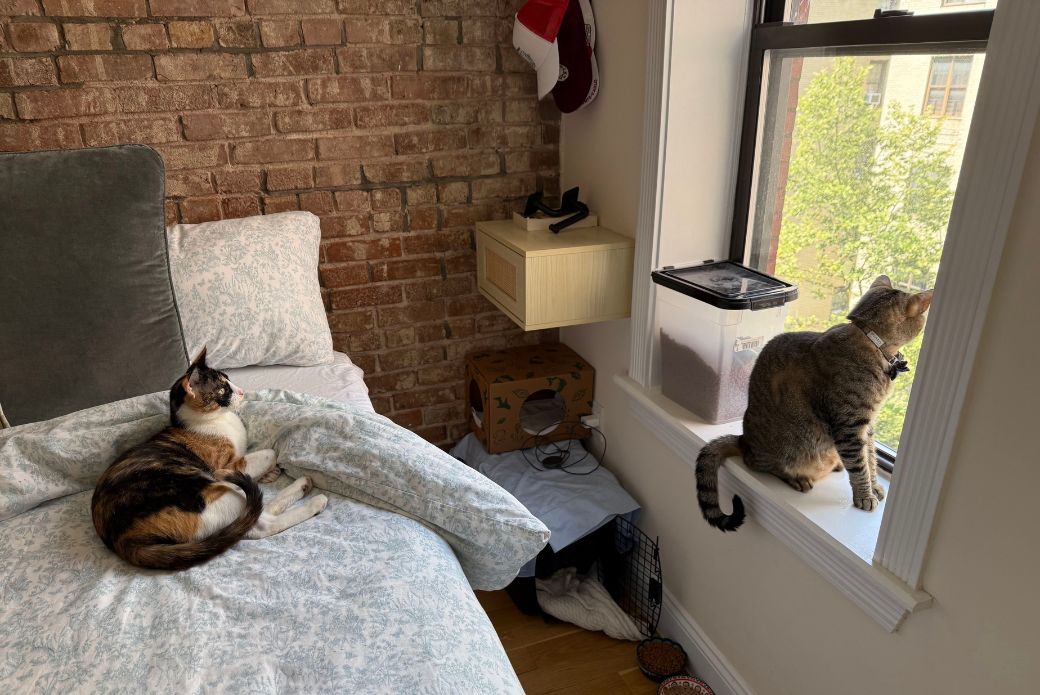 cats looking out the window