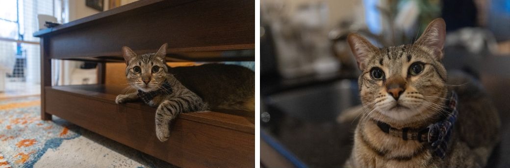 Cat wearing a bowtie