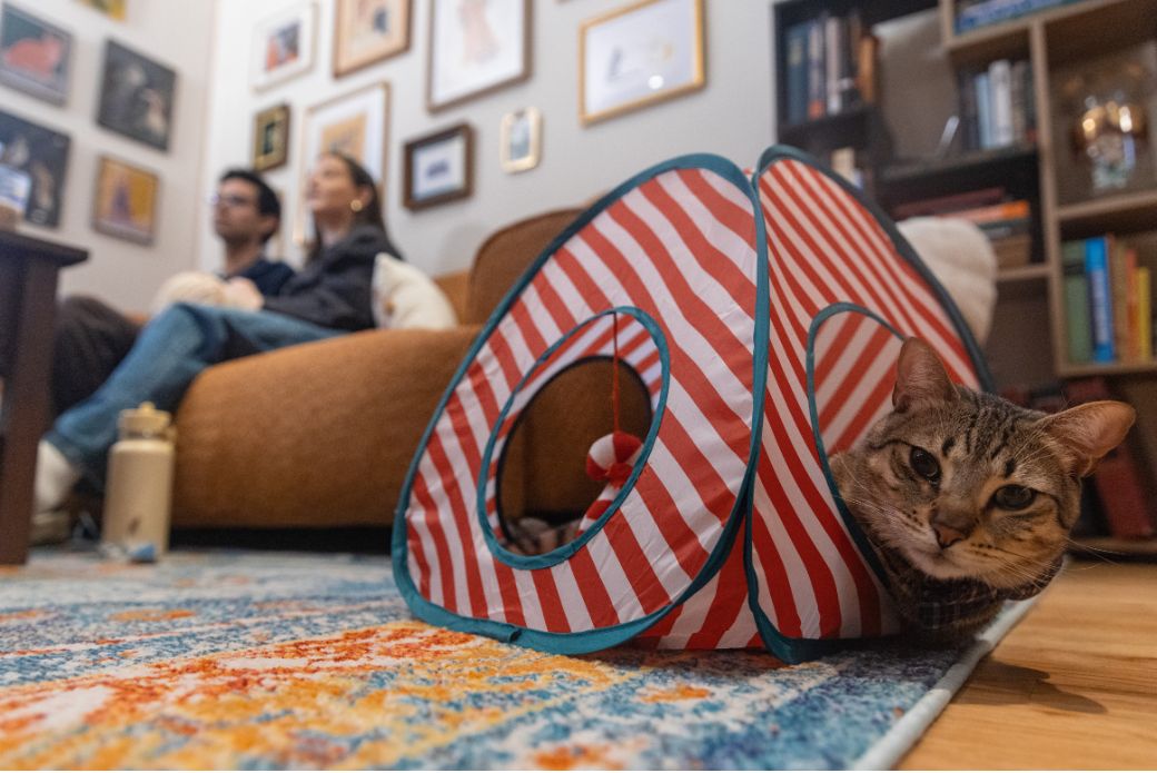 cat laying in tent in front of adopters