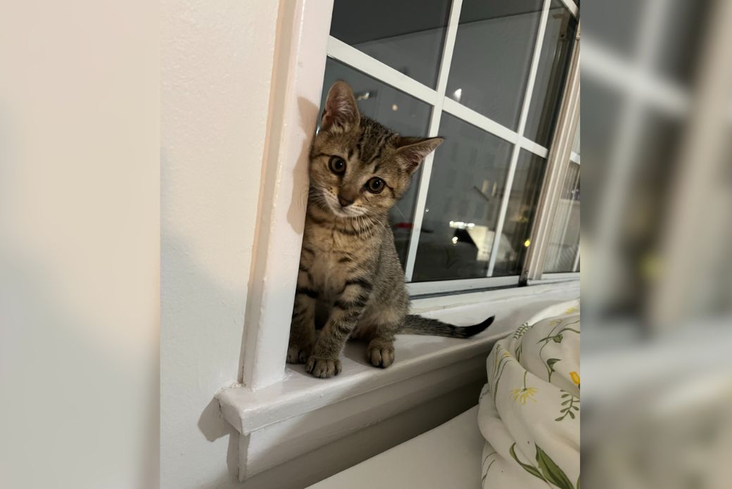 kitten sitting on a windowsill