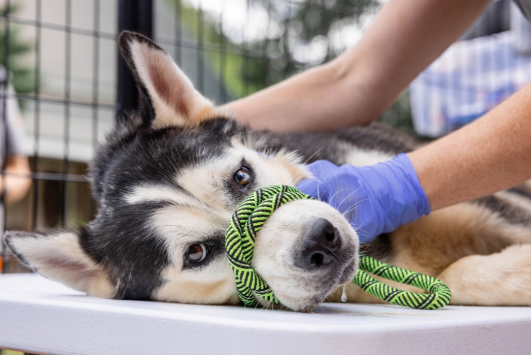 husky during ASPCA rescue