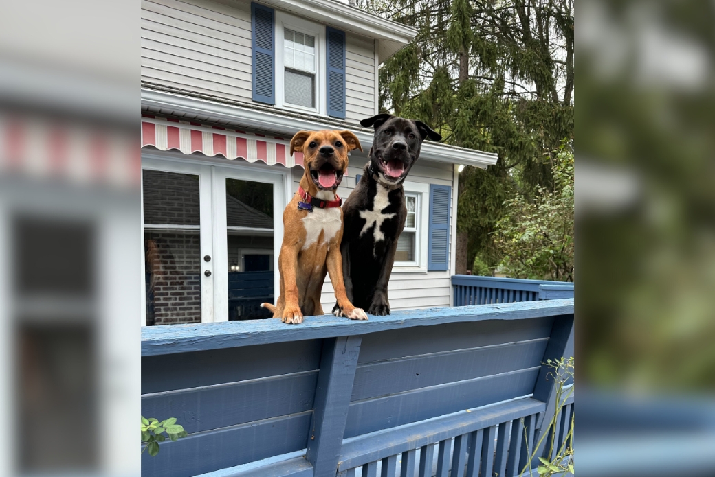dogs standing on a porch together