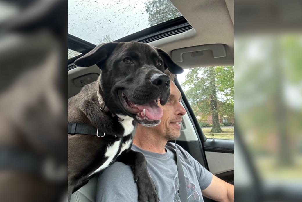 dog riding in the car with adopter