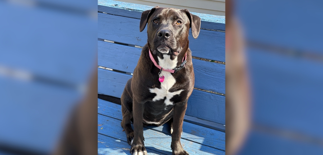 Dog sitting on porch