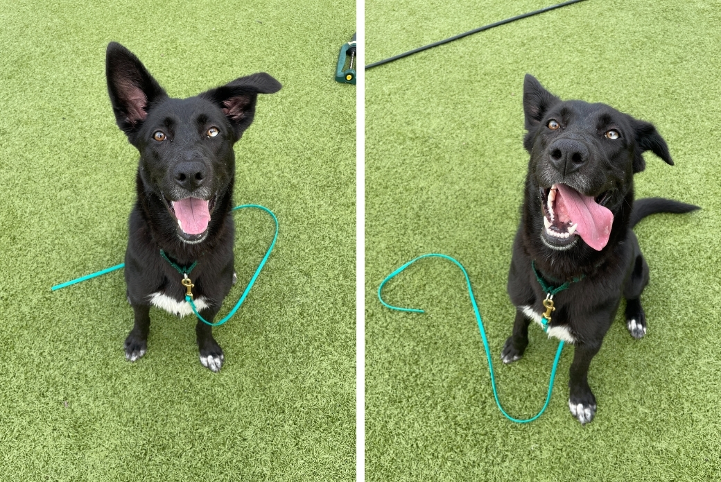 black dog sitting outside