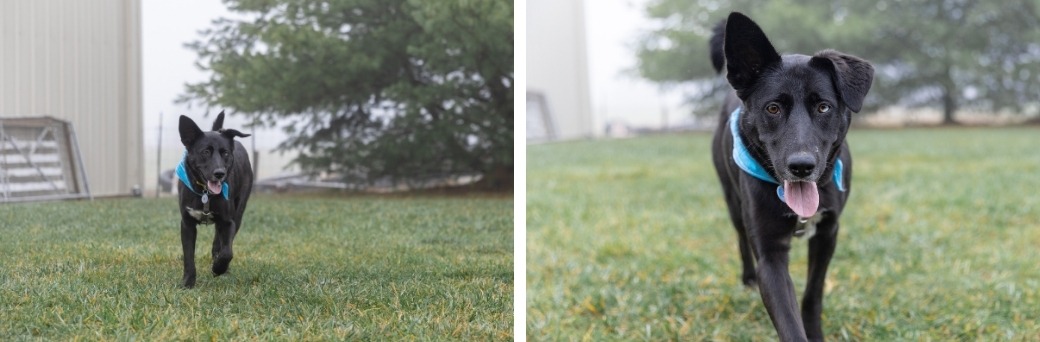 black dog running outside