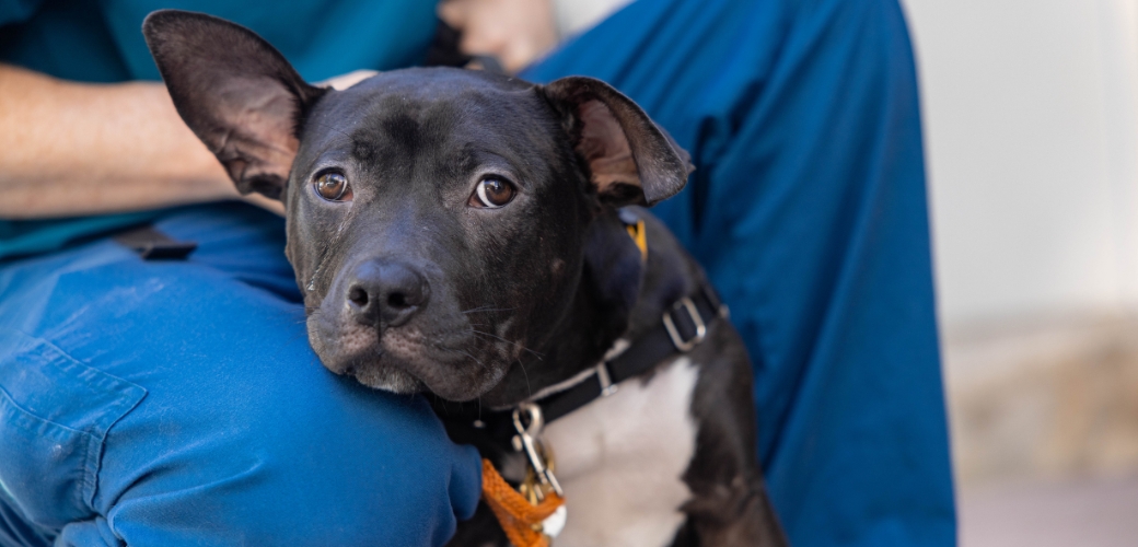 black dog leaning on human with one ear up
