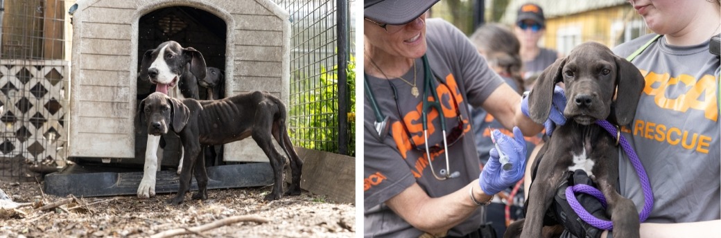 Great Dane puppies being rescued by ASPCA team