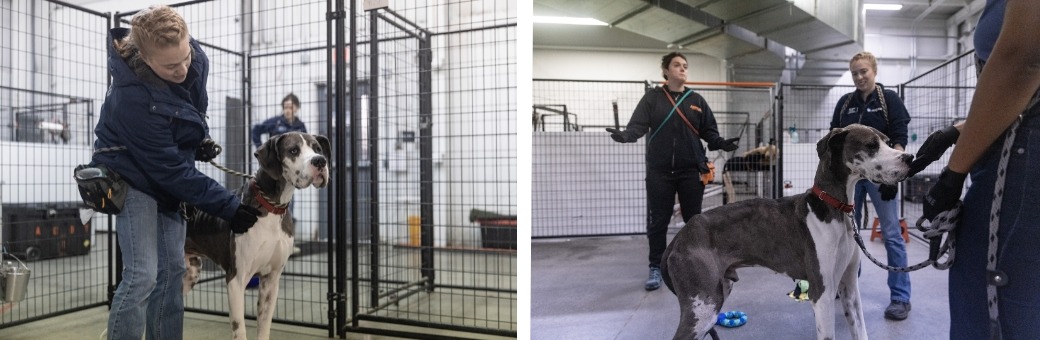 Great Dane walking on leash