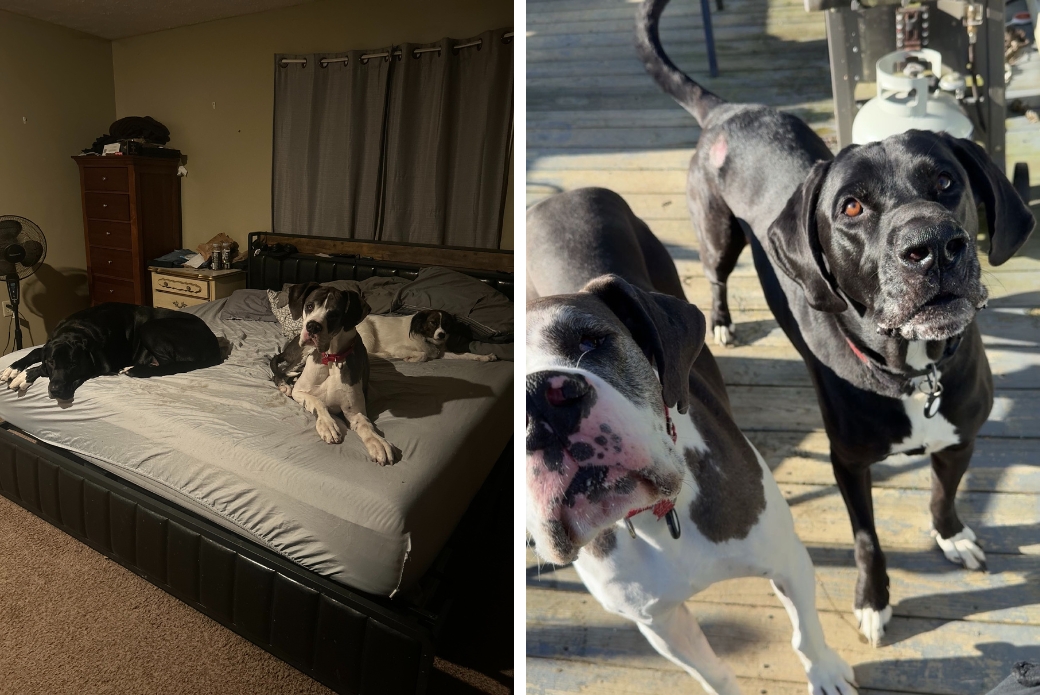 Great Dane with his new canine brothers
