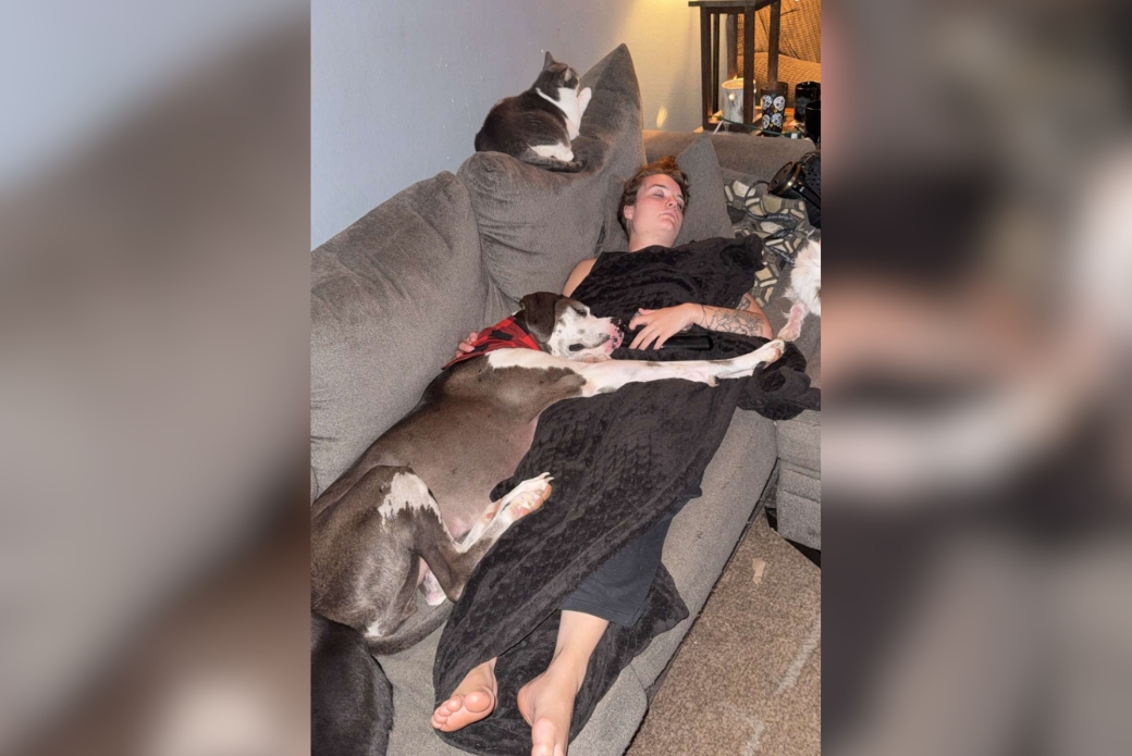 Great Dane napping with adopter 