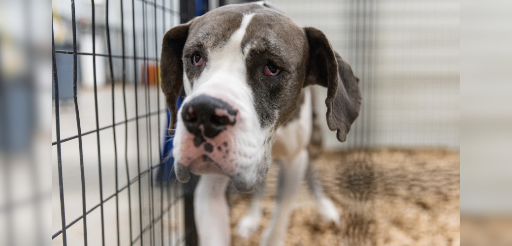 Great Dane staring at the camera