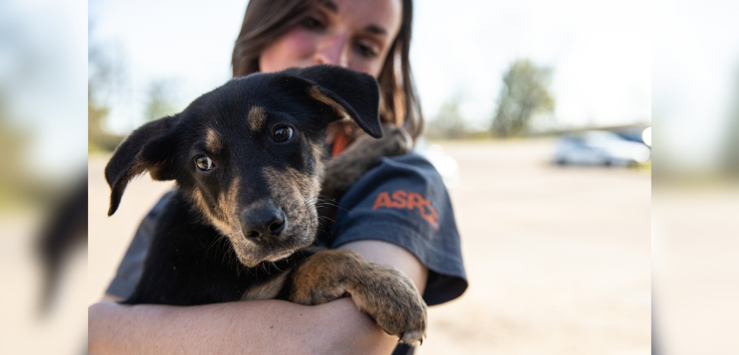Dog being rescued by ASPCA employee during tornado