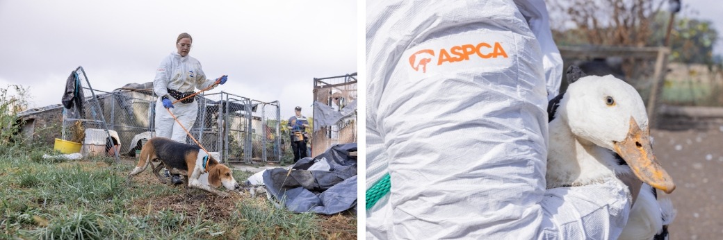 dog and bird being rescued 