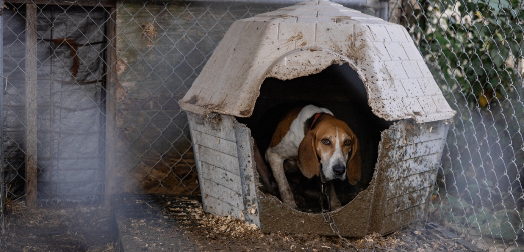 Dog dirty inside dog house