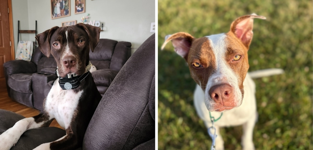 Brown and white dogs