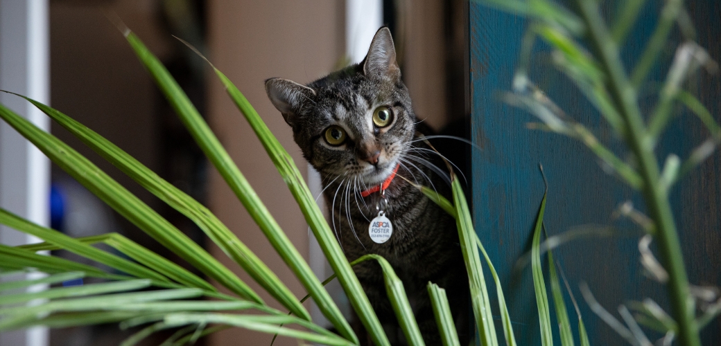 cat with plant