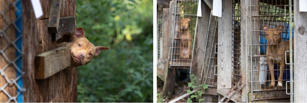 Dogs being rescued by the ASPCA