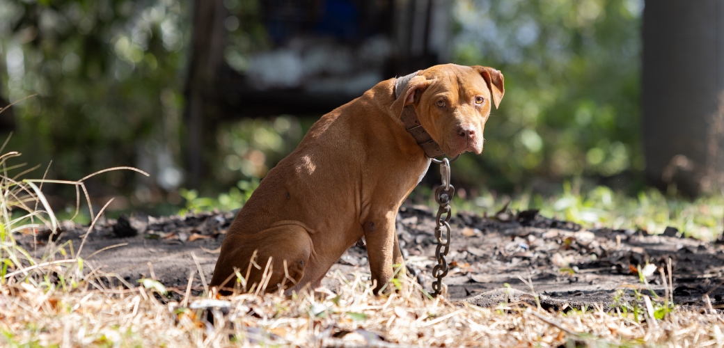 Dog with a chain around it's neck
