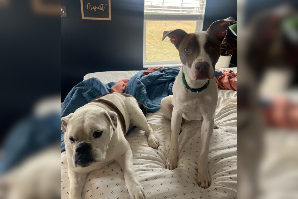 Brown and white dogs