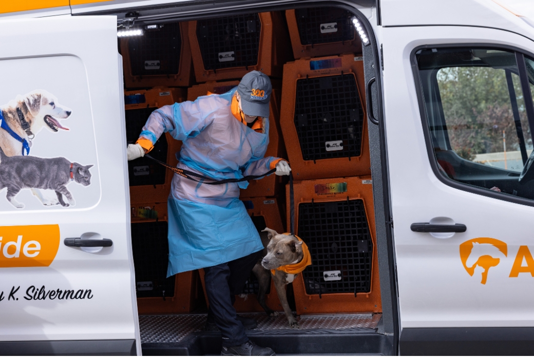 Haley offloading Maisie Belle.