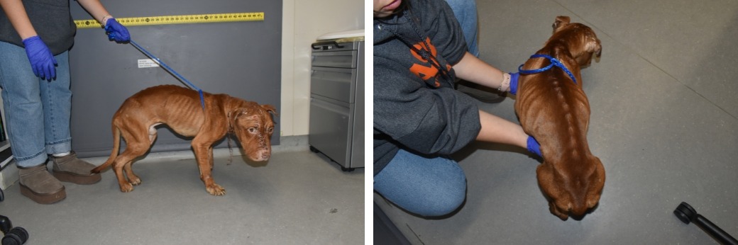 emaciated pit bull